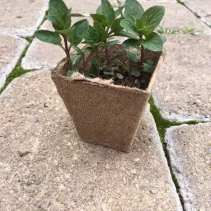 Chocolate Peppermint or Spearmint Live Plant - Fragrant Edible Herb, 2-8 Inch Rooted or Vine Starter - Image 3