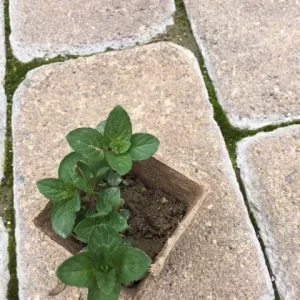 Chocolate Peppermint or Spearmint Live Plant - Fragrant Edible Herb, 2-8 Inch Rooted or Vine Starter - Image 4