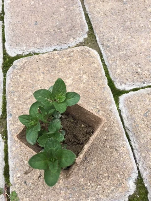 Chocolate Peppermint or Spearmint Live Plant - Fragrant Edible Herb, 2-8 Inch Rooted or Vine Starter - Image 4