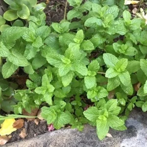 Chocolate Peppermint or Spearmint Live Plant - Fragrant Edible Herb, 2-8 Inch Rooted or Vine Starter - Image 5