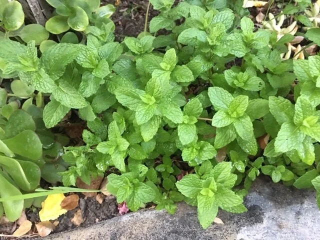 Chocolate Peppermint or Spearmint Live Plant - Fragrant Edible Herb, 2-8 Inch Rooted or Vine Starter - Image 5