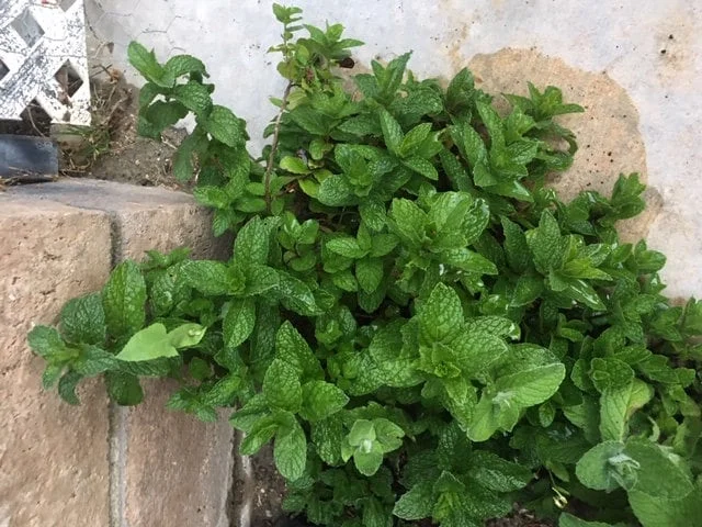 Chocolate Peppermint or Spearmint Live Plant - Fragrant Edible Herb, 2-8 Inch Rooted or Vine Starter - Image 6