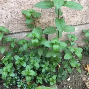 Chocolate Peppermint or Spearmint Live Plant - Fragrant Edible Herb, 2-8 Inch Rooted or Vine Starter - Image 7