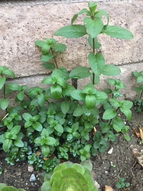 Chocolate Peppermint or Spearmint Live Plant - Fragrant Edible Herb, 2-8 Inch Rooted or Vine Starter - Image 7
