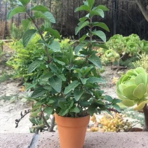 Chocolate Peppermint or Spearmint Live Plant - Fragrant Edible Herb, 2-8 Inch Rooted or Vine Starter - Image 1