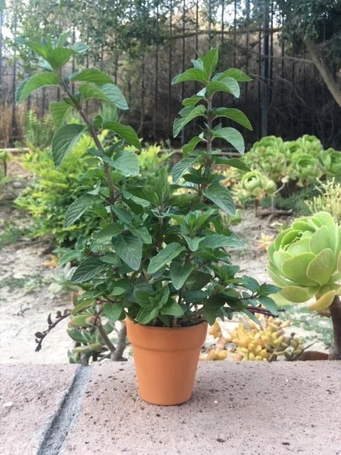 Chocolate Peppermint or Spearmint Live Plant - Fragrant Edible Herb, 2-8 Inch Rooted or Vine Starter - Image 1