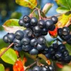 Chokeberry Live Plant - 6-12 Inch Tall Black Berries Shrub, Hardy Perennial - Image 1