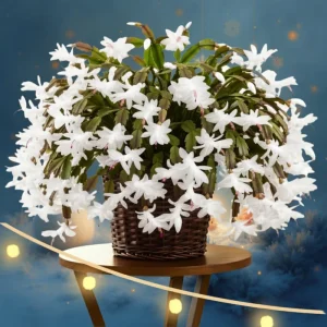 Christmas Cactus Live Plant – 4 inch Pot – Vibrant Single Color Blooms – Indoor/Outdoor - Image 2