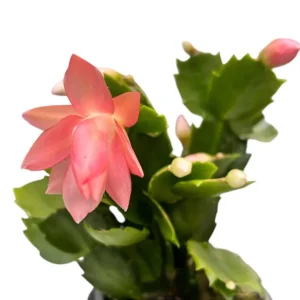 Christmas & Thanksgiving Cactus Live Plants, 2-Pack, 4-6 Inch Tall, Schlumbergera Starter - Image 3