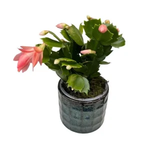 Christmas & Thanksgiving Cactus Live Plants, 2-Pack, 4-6 Inch Tall, Schlumbergera Starter - Image 4