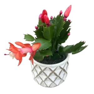Christmas & Thanksgiving Cactus Live Plants, 2-Pack, 4-6 Inch Tall, Schlumbergera Starter - Image 6