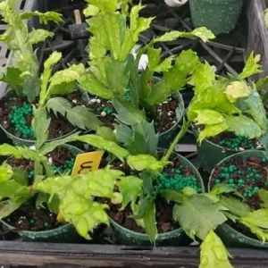 Christmas & Thanksgiving Cactus Live Plants, 2-Pack, 4-6 Inch Tall, Schlumbergera Starter - Image 8