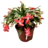Christmas & Thanksgiving Cactus Live Plants, 2-Pack, 4-6 Inch Tall, Schlumbergera Starter - Image 1