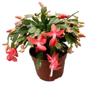 Christmas & Thanksgiving Cactus Live Plants, 2-Pack, 4-6 Inch Tall, Schlumbergera Starter - Image 1