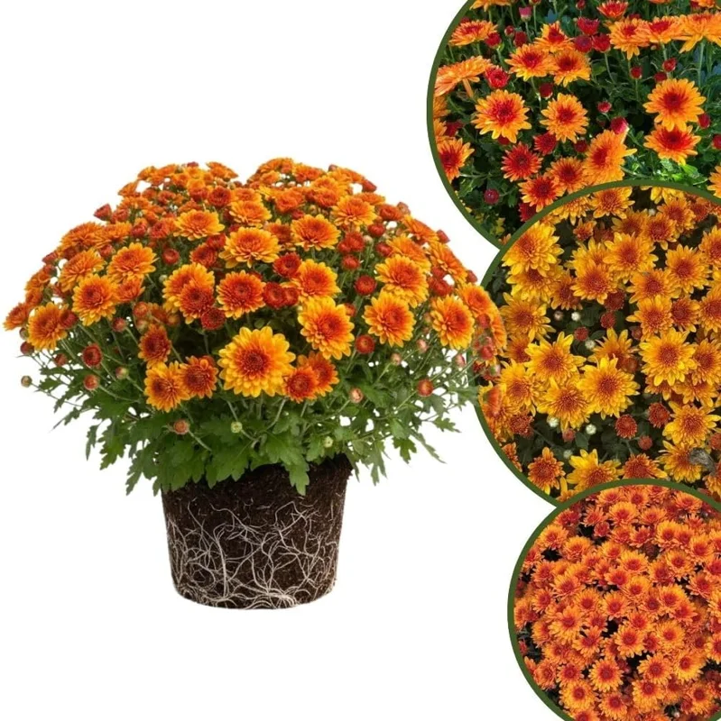 Chrysanthemum Live Plant, White Pink Mums, 4-7 Inch Tall, Perennial Outdoor - Image 2