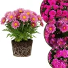 Chrysanthemum Live Plant, White Pink Mums, 4-7 Inch Tall, Perennial Outdoor - Image 1
