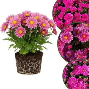 Chrysanthemum Live Plant, White Pink Mums, 4-7 Inch Tall, Perennial Outdoor - Image 1