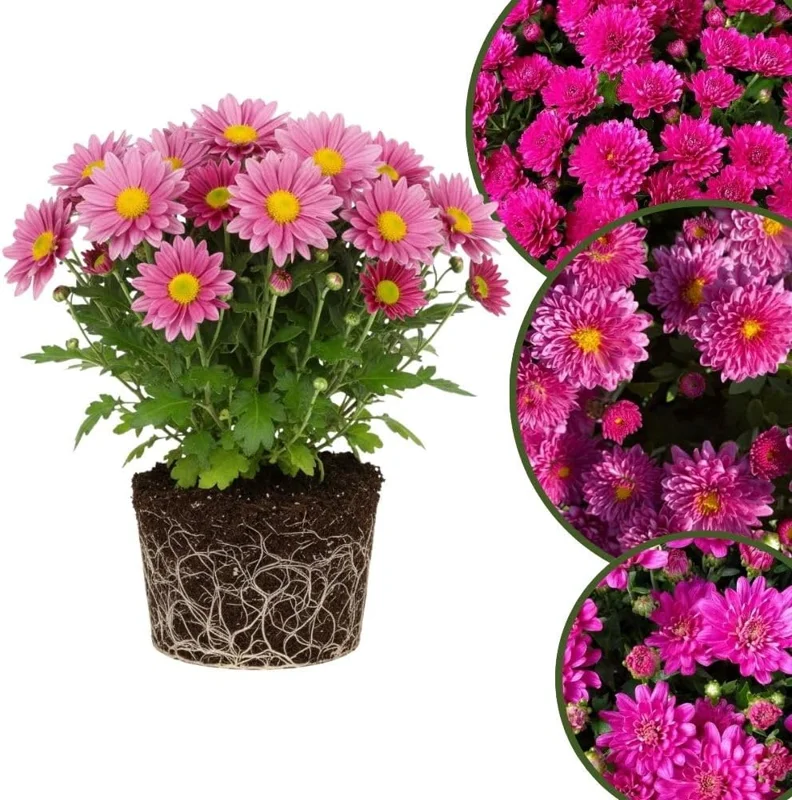 Chrysanthemum Live Plant, White Pink Mums, 4-7 Inch Tall, Perennial Outdoor - Image 1