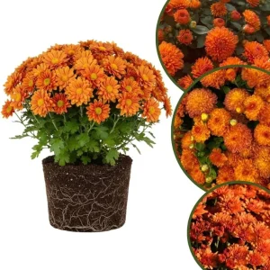 Chrysanthemum Live Plant, White Pink Mums, 4-7 Inch Tall, Perennial Outdoor - Image 5