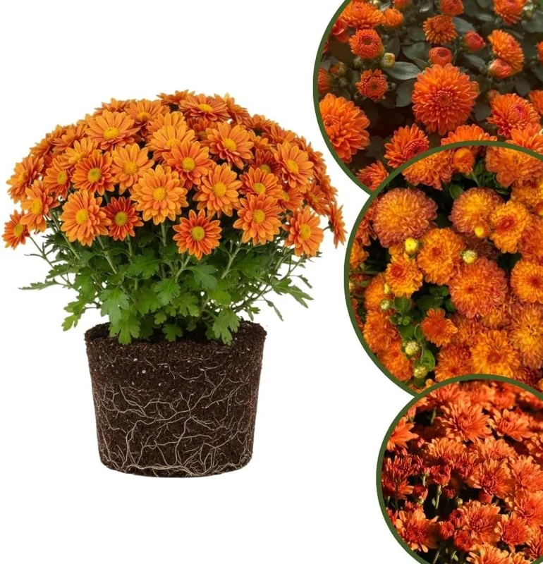 Chrysanthemum Live Plant, White Pink Mums, 4-7 Inch Tall, Perennial Outdoor - Image 5