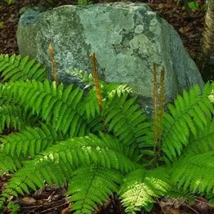 Cinnamon Fern Live Plant - 10 Bare Roots, 3-4 Inch Tall, Full Sun - Image 7