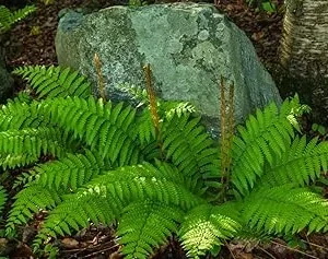 Cinnamon Fern Live Plant - 10 Bare Roots, 3-4 Inch Tall, Full Sun - Image 1