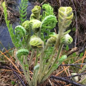 Cinnamon Fern Rhizomes - 5 Live Bare Roots for Indoor & Outdoor Gardens - Image 3