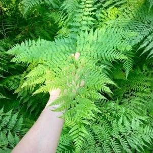 Cinnamon Fern Rhizomes - 5 Live Bare Roots for Indoor & Outdoor Gardens - Image 4