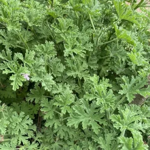 Citronella Live Plants - Set of 2 Potted Fragrant Herb for Outdoor & Indoor, 4-6 inch - Image 5