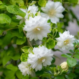 Clematis Vine Plant Live - Dark Purple Perennial Climber in 2.5 Inch Pot - Image 2