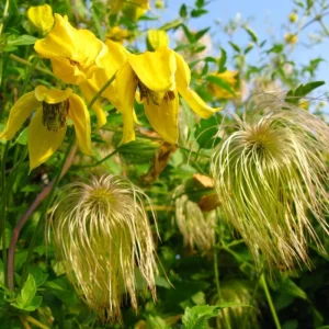 Clematis Vine Plant Live - Dark Purple Perennial Climber in 2.5 Inch Pot - Image 4