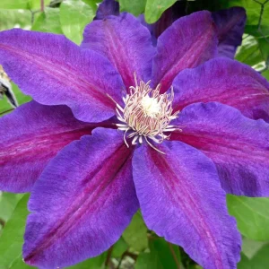 Clematis Vine Plant Live - Dark Purple Perennial Climber in 2.5 Inch Pot - Image 1