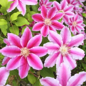 Clematis Vine Plant Live - Dark Purple Perennial Climber in 2.5 Inch Pot - Image 9