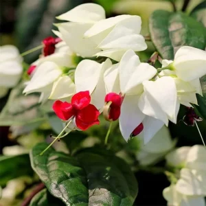 Clerodendrum Bleeding Heart Vine Live Plant - White & Red Blooms, Perennial, 1 Count - Image 2