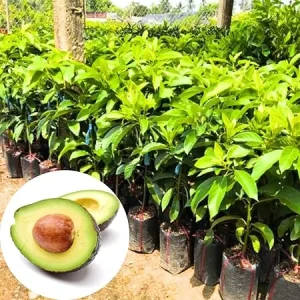 Cold Hardy Avocado Tree Live Plant – 1-2 Feet Tall – Indoor/Outdoor Growing Zones 5-11 - Image 6