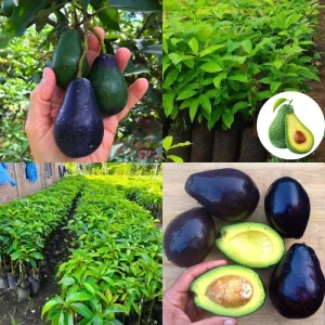 Cold Hardy Avocado Tree Live Plant - 1-2 Feet Tall, Zones 5-11, Indoor/Outdoor - Image 3