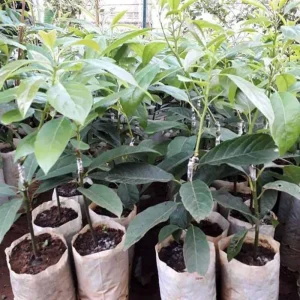 Cold Hardy Avocado Tree Live Plant - 1-2 Feet Tall, Zones 5-11, Indoor/Outdoor - Image 4