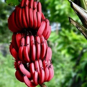 Cold Hardy Banana Tree Live Plant – 4-8