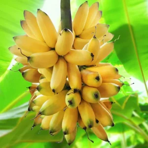 Cold Hardy Banana Tree Live Plant – 4-8