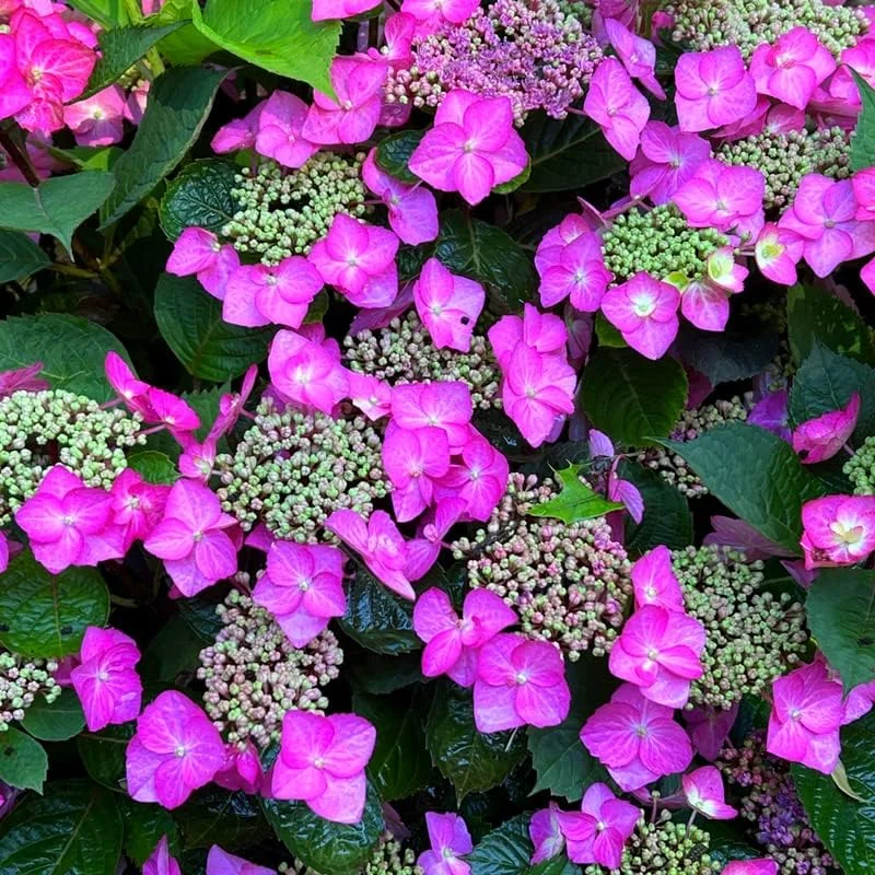 Cold Hardy Hydrangea Live Plant, 5-10 inch Starter Bush, Purple Pink Blue Rebloomer, Outdoor - Image 1
