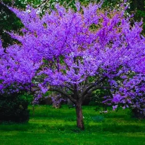 Cold Hardy Redbud Tree Live Plant 1-2 Ft, Bare Root Eastern Red Bud, Zones 4-9 - Image 4