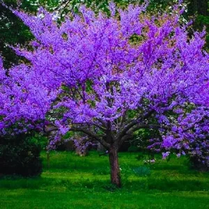 Cold Hardy Redbud Tree Live Plant 1-2 Ft, Bare Root Eastern Red Bud, Zones 4-9 - Image 6