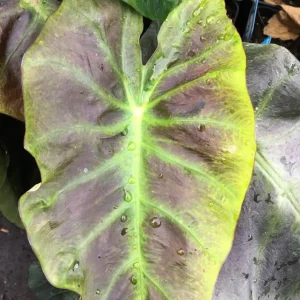 Colocasia Esculenta Elephant Ear Live Plant – Taro Plant 5-9