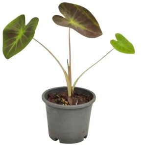Colocasia Esculenta Elephant Ear Live Plant – Taro Plant 5-9
