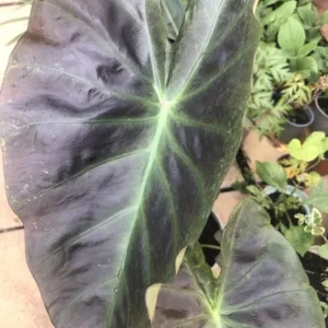 Colocasia Esculenta Elephant Ear Live Plant – Taro Plant 5-9