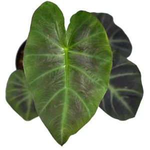 Colocasia Esculenta Elephant Ear Live Plant – Taro Plant 5-9