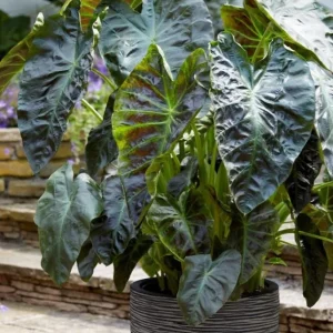 Colocasia Esculenta Elephant Ear Live Plant – Taro Plant 5-9