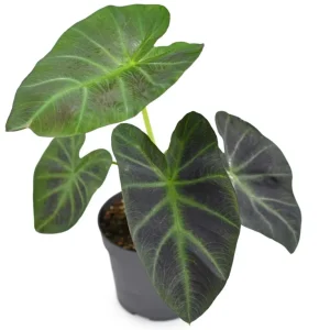 Colocasia Esculenta Elephant Ear Live Plant – Taro Plant 5-9