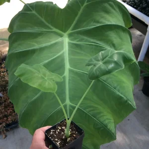 Colocasia 'Thai Giant' Elephant Ear Live Plant - Large Tropical Foliage, 10-12 in - Image 1