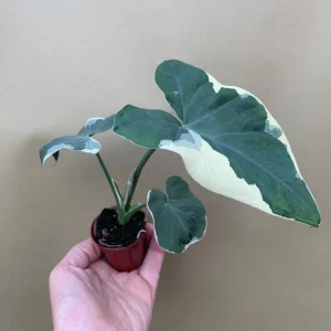 Colocasia Xanthosoma Variegated Live Plant - Mickey Mouse Elephant Ear Taro - 5-9